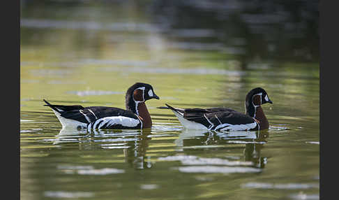 Rothalsgans (Branta ruficollis)