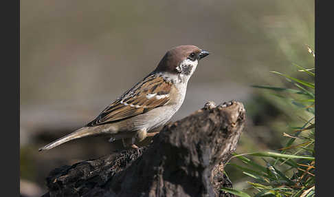 Feldsperling (Passer montanus)