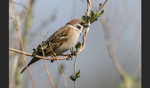 Feldsperling (Passer montanus)