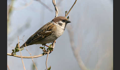 Feldsperling (Passer montanus)