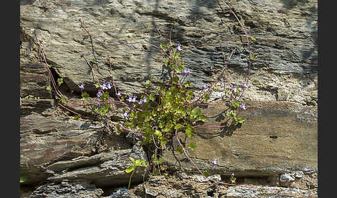 Mauer-Zimbelkraut (Cymbalaria muralis)