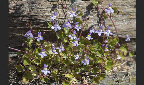 Mauer-Zimbelkraut (Cymbalaria muralis)