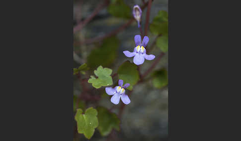 Mauer-Zimbelkraut (Cymbalaria muralis)