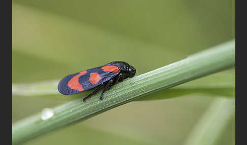 Blutzikade (Cercopis vulnerata)