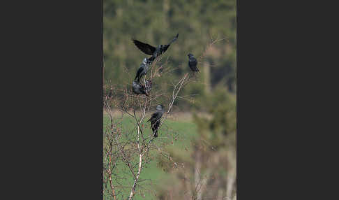 Dohle (Corvus monedula)