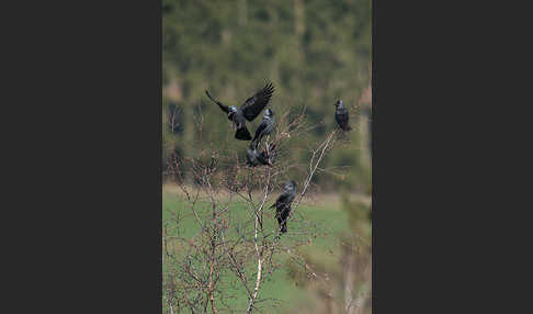 Dohle (Corvus monedula)