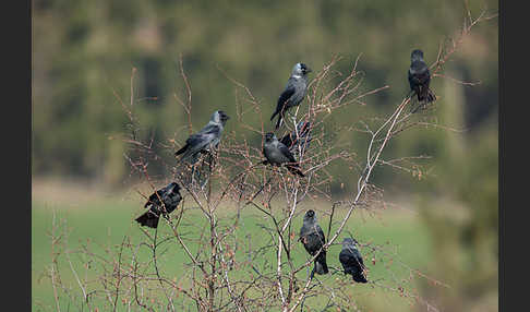 Dohle (Corvus monedula)