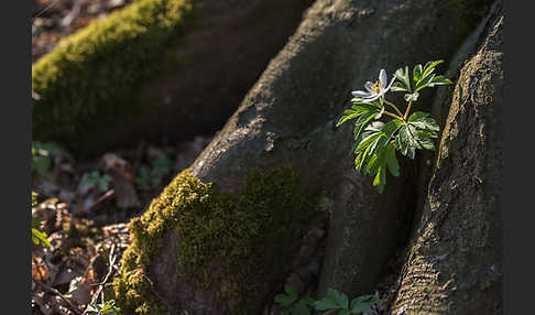 Busch-Windröschen (Anemone nemorosa)