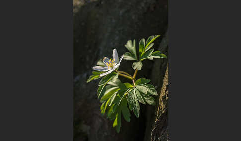 Busch-Windröschen (Anemone nemorosa)