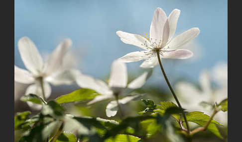 Busch-Windröschen (Anemone nemorosa)