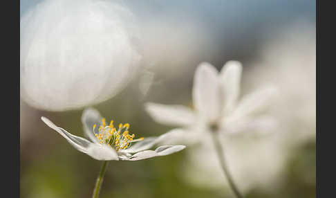 Busch-Windröschen (Anemone nemorosa)