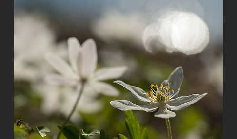 Busch-Windröschen (Anemone nemorosa)