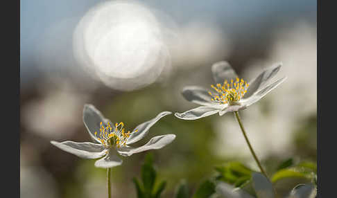 Busch-Windröschen (Anemone nemorosa)