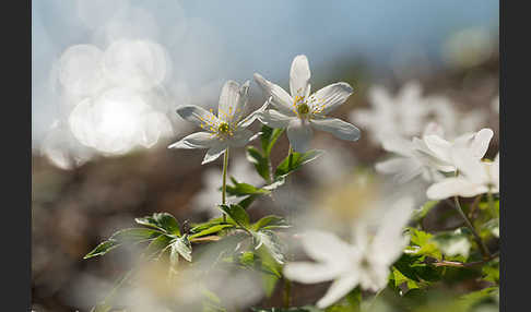 Busch-Windröschen (Anemone nemorosa)