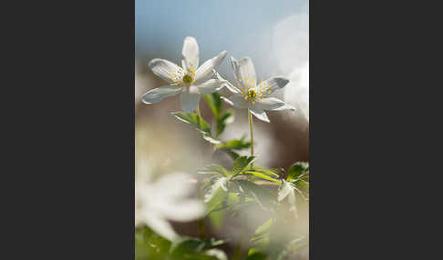 Busch-Windröschen (Anemone nemorosa)