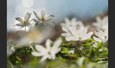 Busch-Windröschen (Anemone nemorosa)