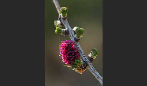 Europäische Lärche (Larix decidua)