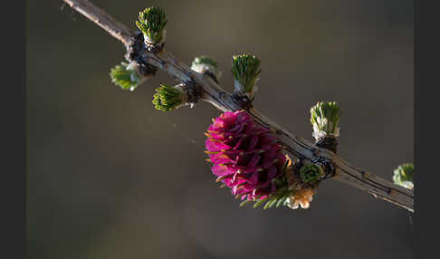 Europäische Lärche (Larix decidua)