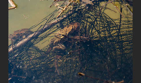 Erdkröte (Bufo bufo)