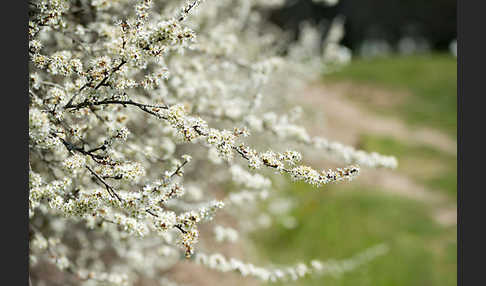 Schlehe (Prunus spinosa)