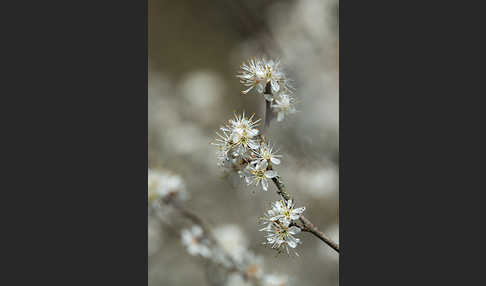 Schlehe (Prunus spinosa)