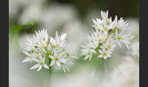 Bär-Lauch (Allium ursinum)