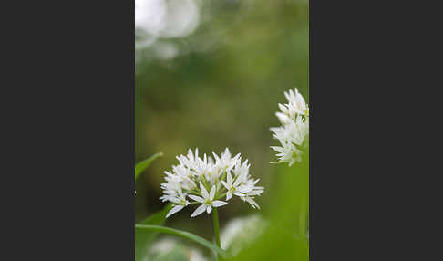 Bär-Lauch (Allium ursinum)