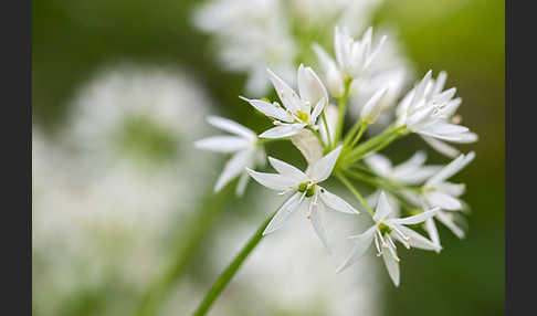 Bär-Lauch (Allium ursinum)