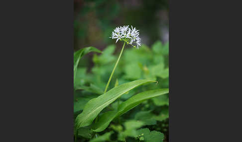 Bär-Lauch (Allium ursinum)