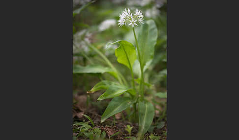 Bär-Lauch (Allium ursinum)