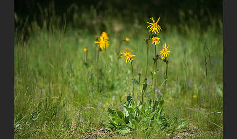 Berg-Wohlverleih (Arnica montana)