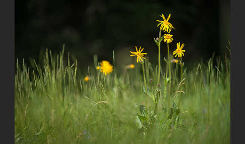 Berg-Wohlverleih (Arnica montana)