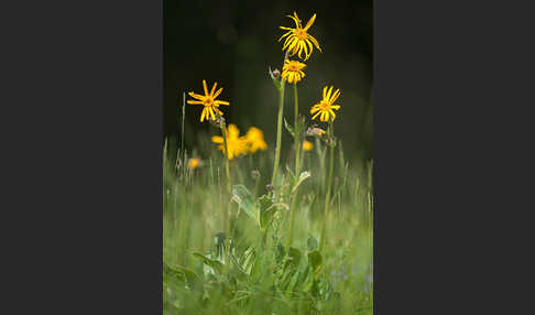 Berg-Wohlverleih (Arnica montana)