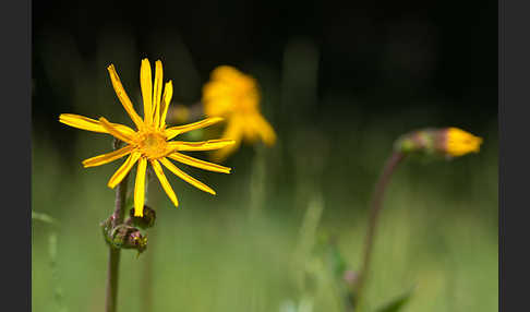 Berg-Wohlverleih (Arnica montana)