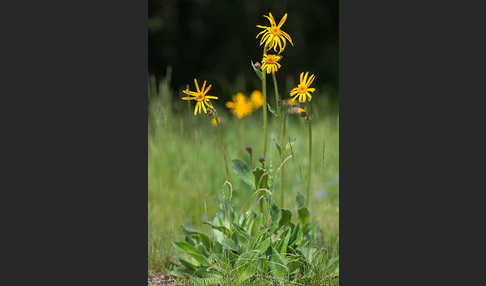 Berg-Wohlverleih (Arnica montana)