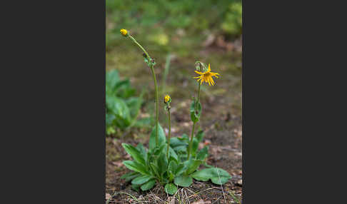 Berg-Wohlverleih (Arnica montana)