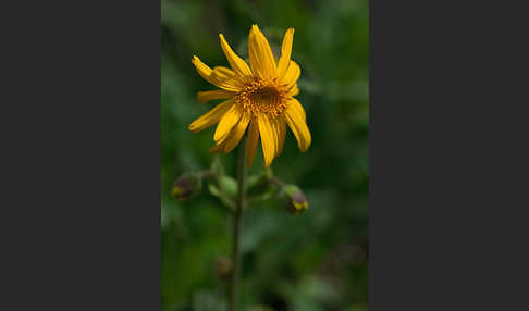 Berg-Wohlverleih (Arnica montana)