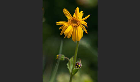 Berg-Wohlverleih (Arnica montana)