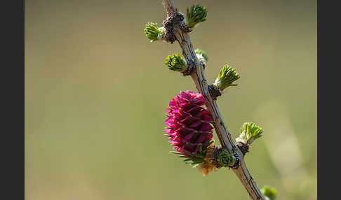 Europäische Lärche (Larix decidua)