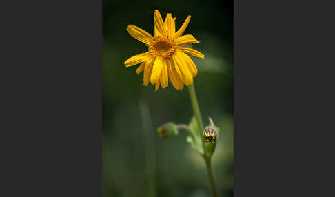 Berg-Wohlverleih (Arnica montana)