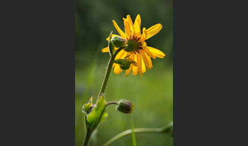 Berg-Wohlverleih (Arnica montana)