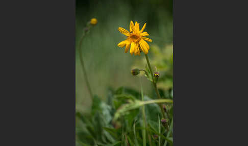 Berg-Wohlverleih (Arnica montana)