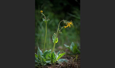 Berg-Wohlverleih (Arnica montana)