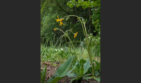 Berg-Wohlverleih (Arnica montana)