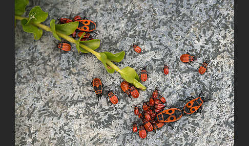 Feuerwanze (Pyrrhocoris apterus)