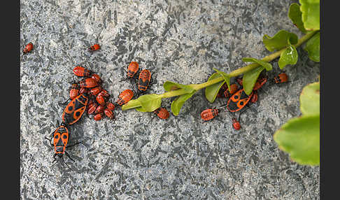 Feuerwanze (Pyrrhocoris apterus)