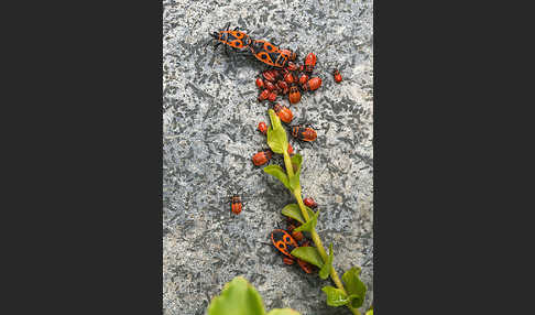 Feuerwanze (Pyrrhocoris apterus)