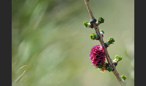 Europäische Lärche (Larix decidua)