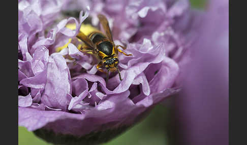 Hornisse (Vespa crabro)