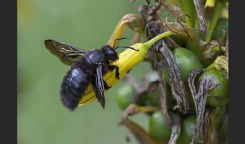 Große Holzbiene (Xylocopa violacea)